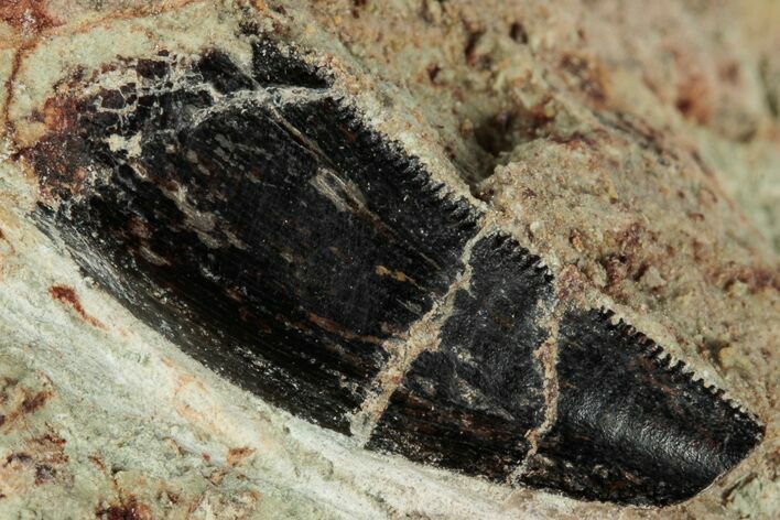 Serrated Abelisaurid Tooth In Situ - Dekkar Formation, Morocco #298666